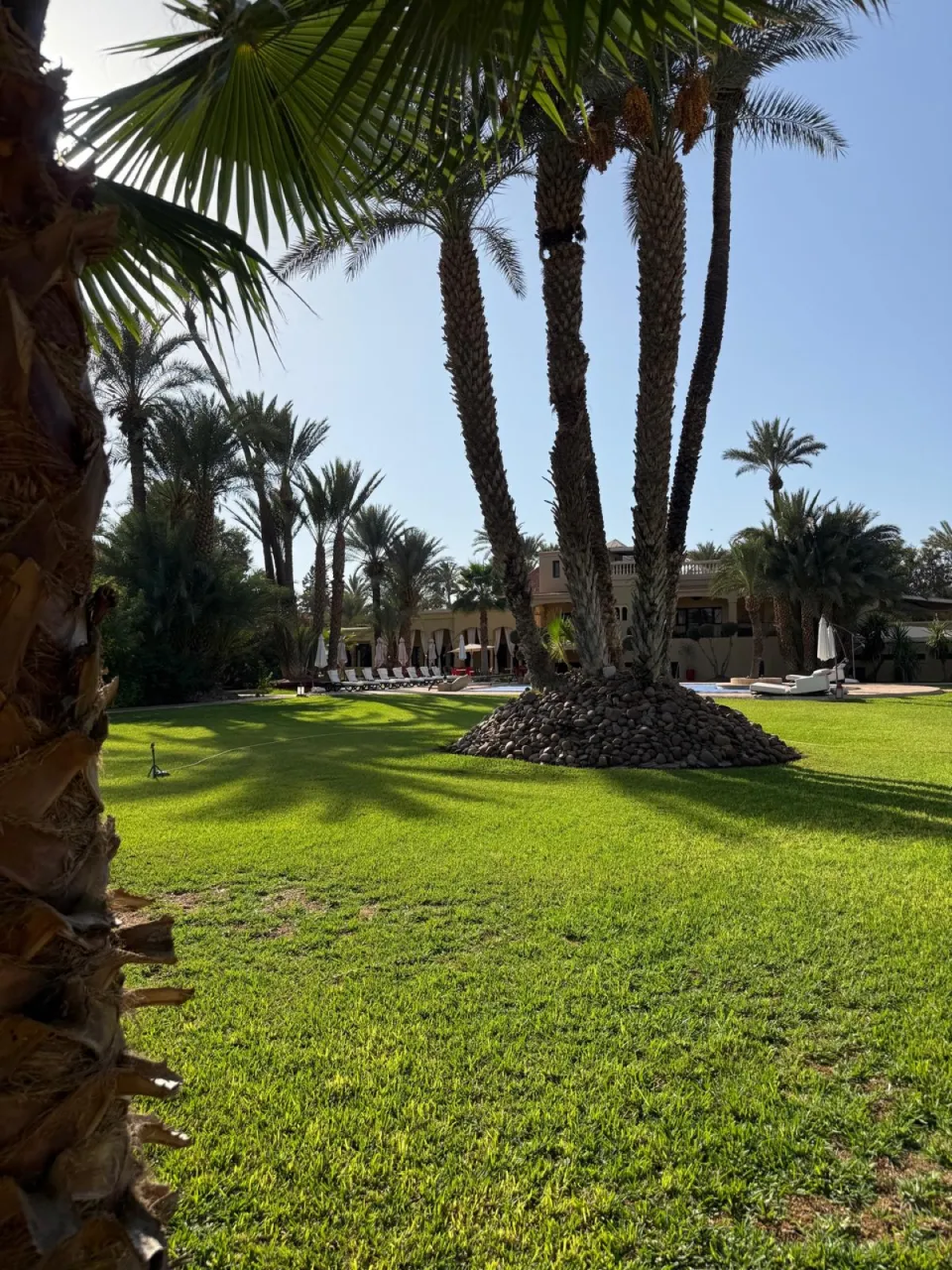 Palm trees in the garden of The Palais Monte Carlo, Palmeraie of Marrakech
